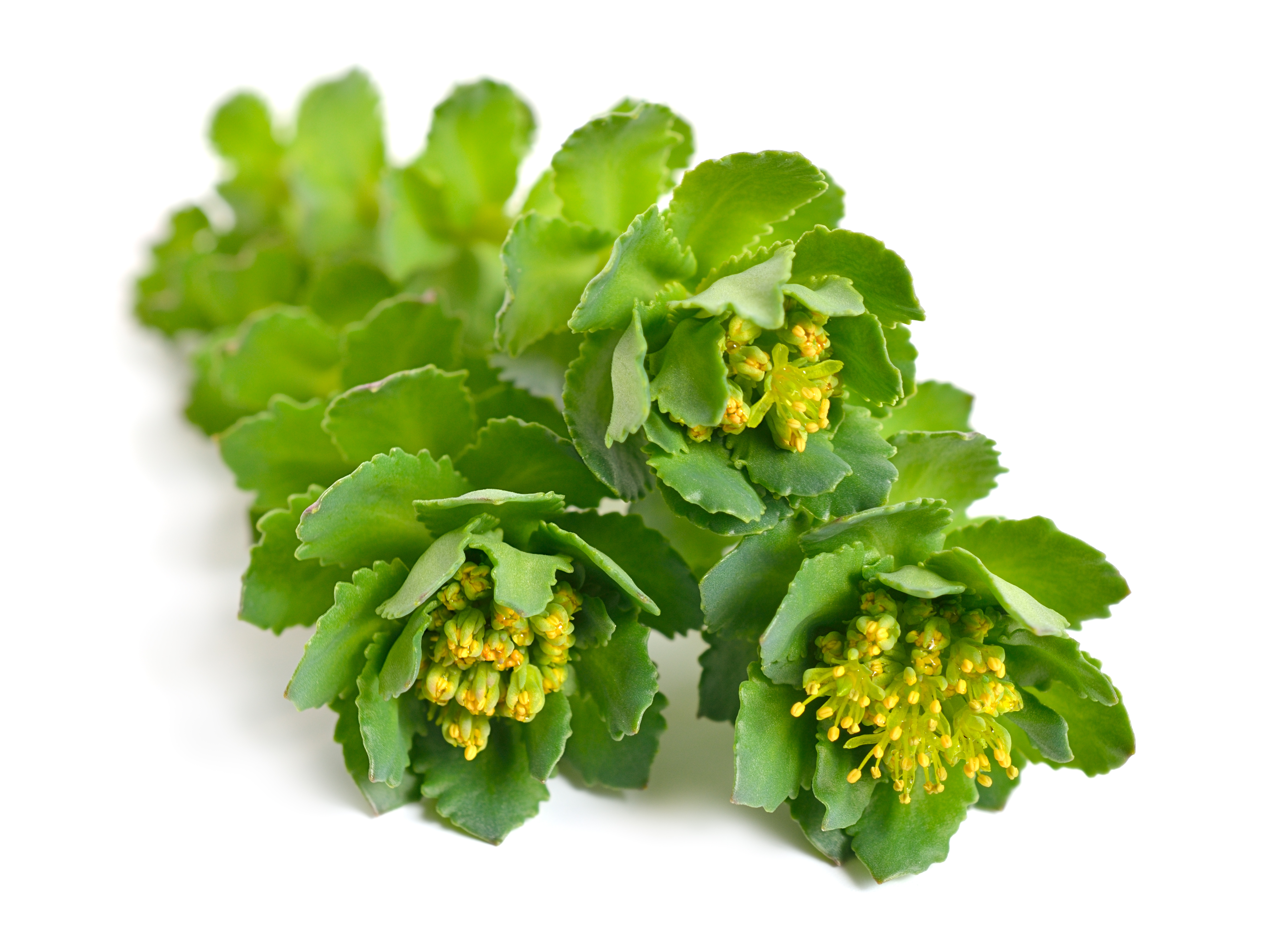 Rhodiola Rosea