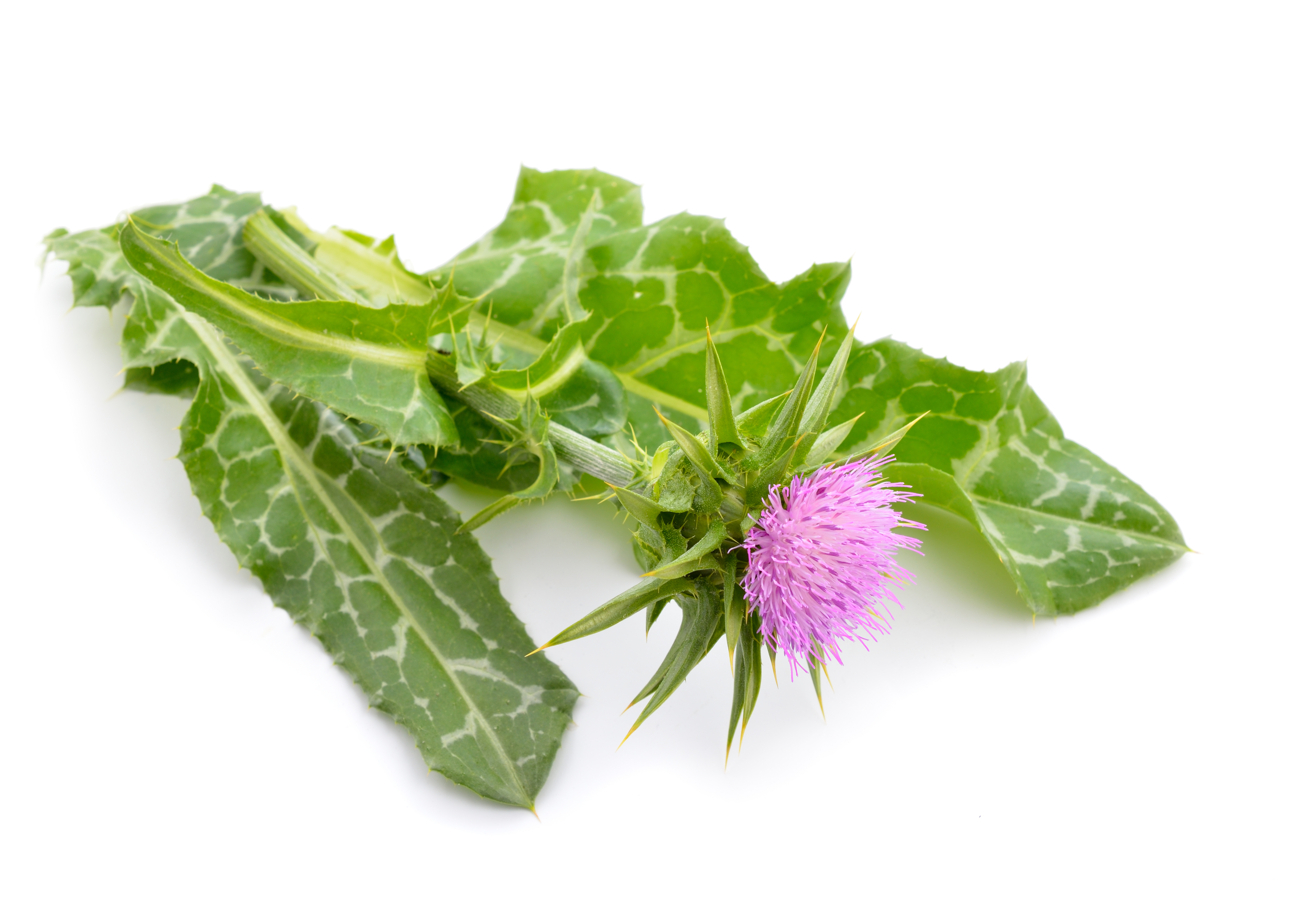 Silybum marianum