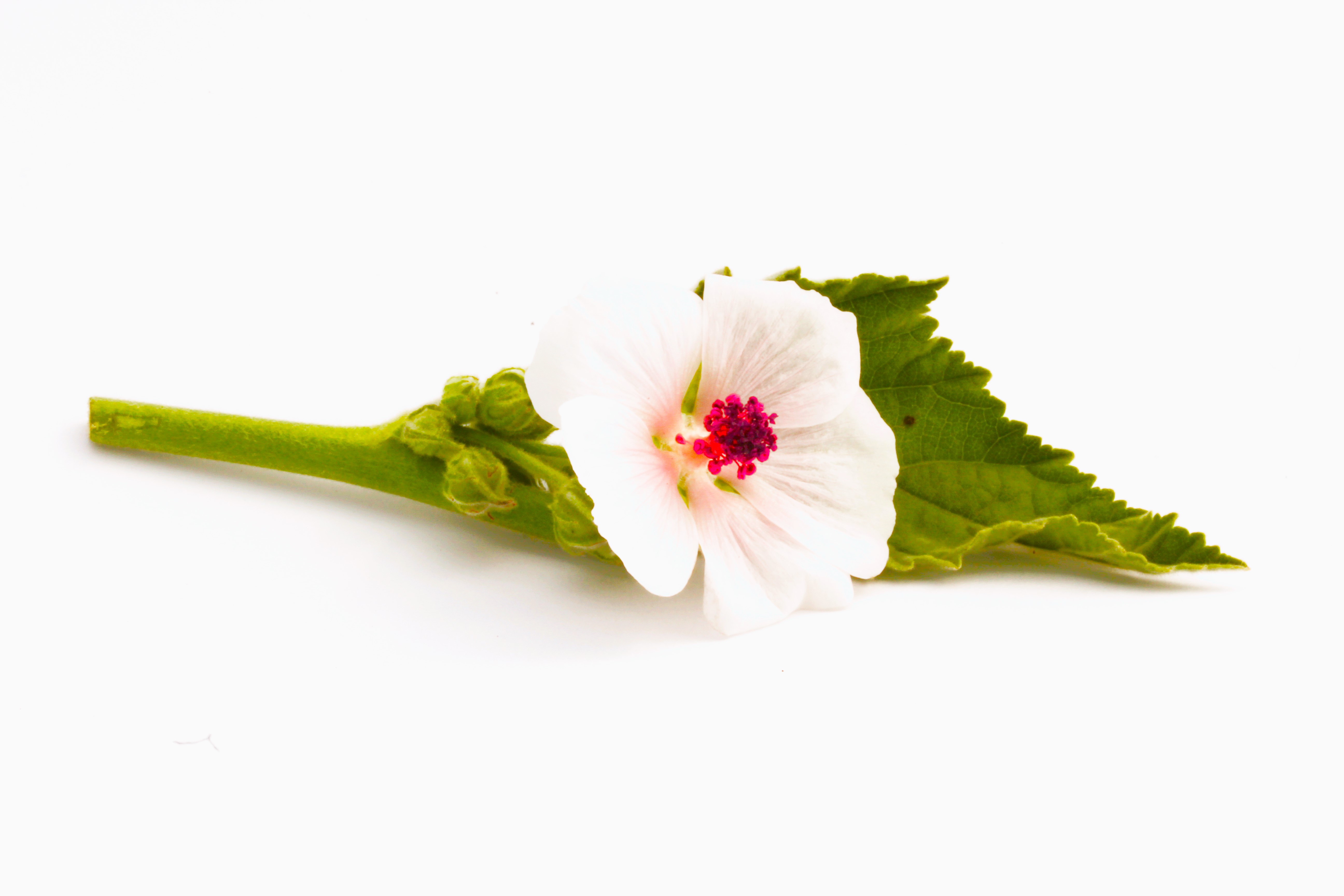 Althea officinalis